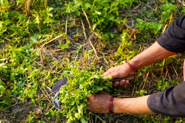 Turismo regenerativo em destinos que ajudam a recuperar ecossistemas e culturas